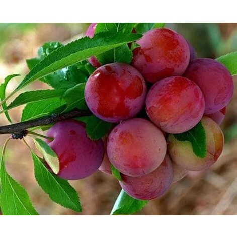 Купити Саджанці  Аличі Комета Кубанська 