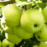 Саджанці Яблуні Антонівка 